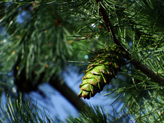 Pinus morrisonicola