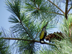Parus monticolus