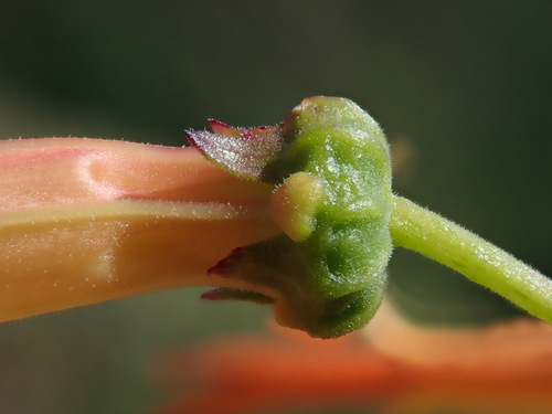 Siphocampylus tupaeformis, photograph 6