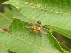 Mesembrius bengalensis