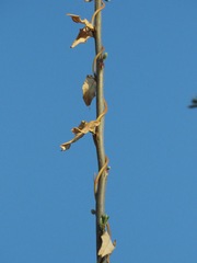 Araujia sericifera