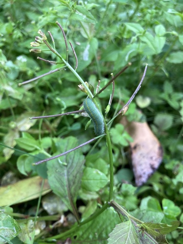 Variableleaf yellowcress (Rorippa dubia)