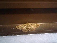 Paradarisa comparataria