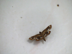 Cymoriza