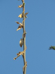 Araujia sericifera