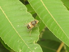 Eristalinus quinquestriatus