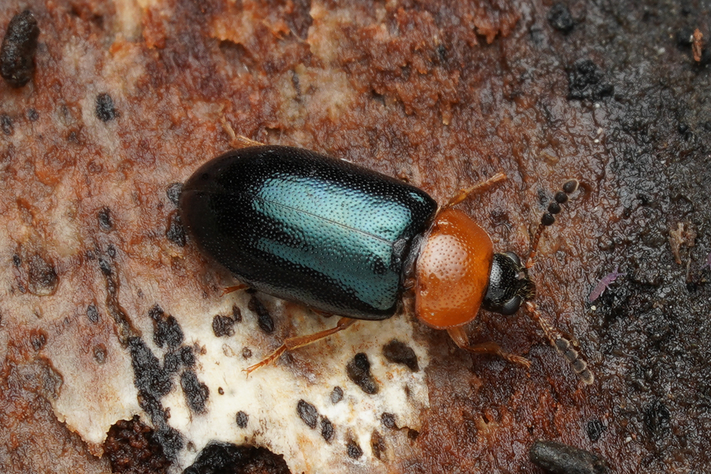 Tetratoma fungorum