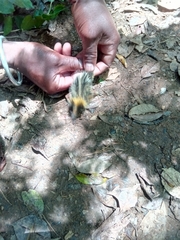 Hemicentetes semispinosus