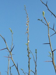 Araujia sericifera
