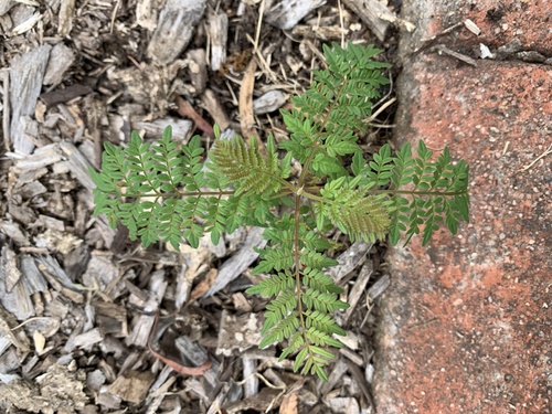 Jacaranda mimosifolia