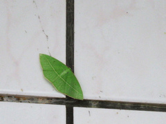 Tanaoctenia haliaria