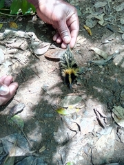 Hemicentetes semispinosus