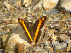Doxocopa