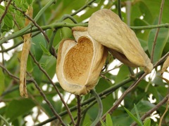 Araujia sericifera