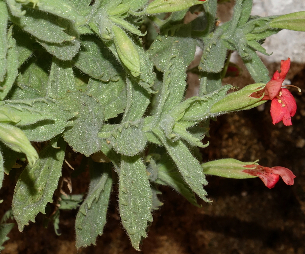 Eastwood's monkeyflower