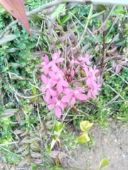 Epidendrum ibaguense