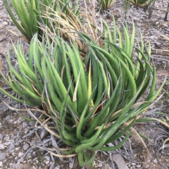 Agave albomarginata