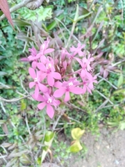 Epidendrum ibaguense