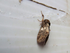 Notodonta griseotincta