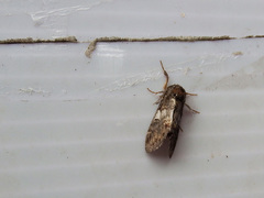 Notodonta griseotincta