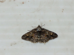 Alcis taiwanovariegata