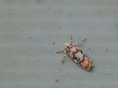 Cyana formosana