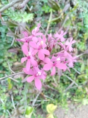Epidendrum ibaguense