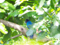 Cyanocorax melanocyaneus