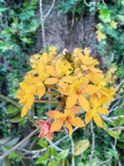 Epidendrum ibaguense