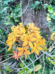 Epidendrum ibaguense