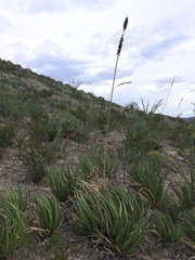 Agave albomarginata
