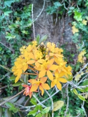 Epidendrum ibaguense