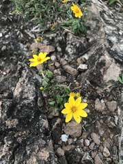 Asteraceae