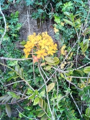 Epidendrum ibaguense