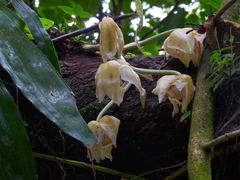 Stanhopea