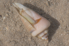 Gibberulus gibberulus