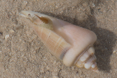 Gibberulus gibberulus