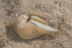 Gibberulus gibberulus