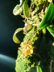 Bulbophyllum analamazoatrae image