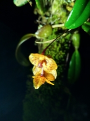 Bulbophyllum analamazoatrae image