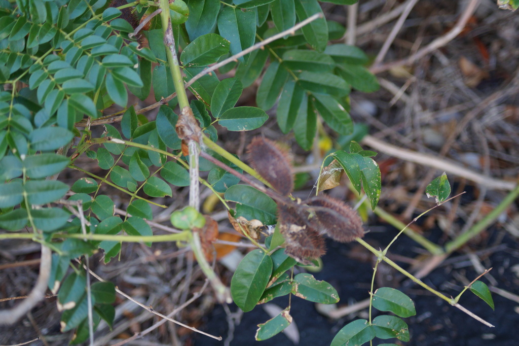 Nickernut Beanshell Nickernut from Monroe County, FL, USA on March 24, 2023 at 10:54 AM by ...