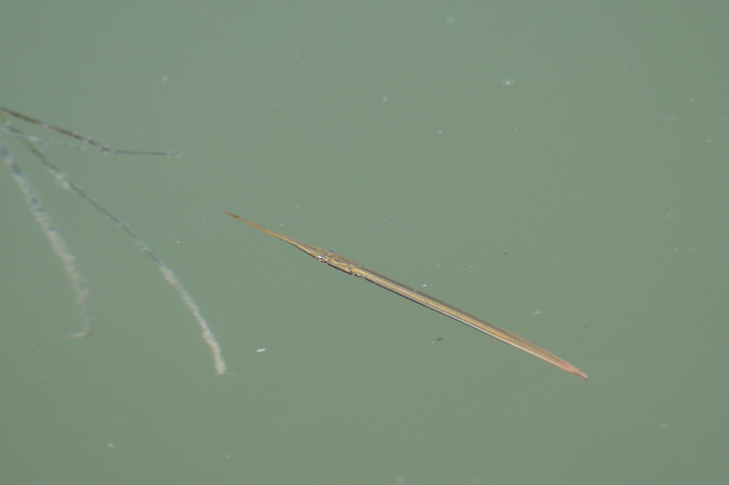 Timucu Needlefish from Monroe County, FL, USA on March 24, 2023 at 10: ...