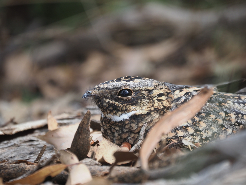 Spotted Nightjar photo