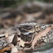 Spotted Nightjar - Photo (c) danmarkos, some rights reserved (CC BY-NC), uploaded by danmarkos