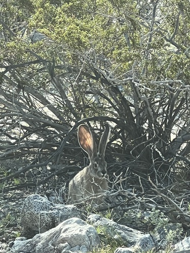 iNaturalist observation photo of Black-tailed Jackrabbit