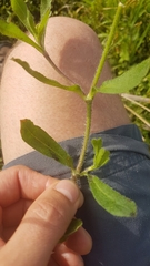 Silene gallica