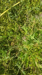 Silene gallica