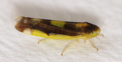 Eupteryx flavoscuta