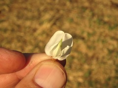 Robinia pseudoacacia