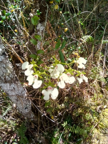 Oeonia rosea